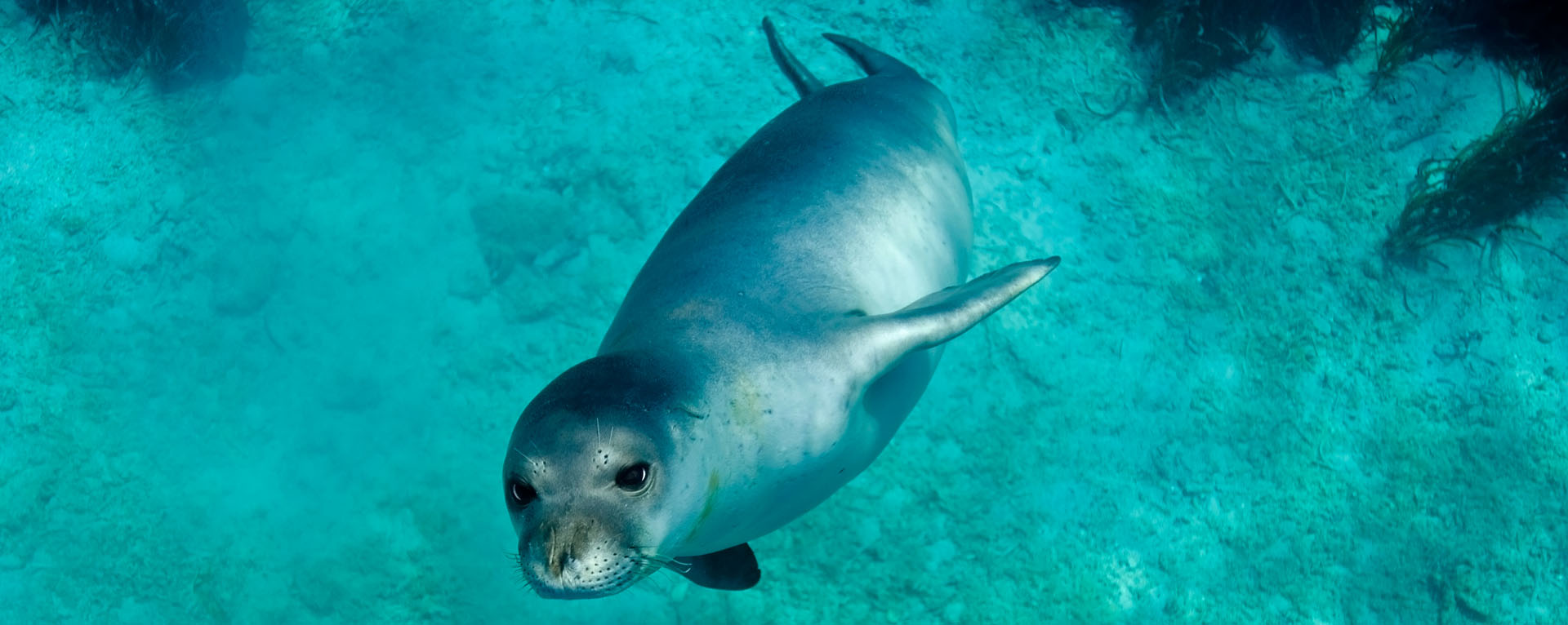 monachus monachus alonissos marine park